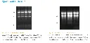 BioSci™ Animal Tissue Cell Total RNA Extraction Kit 2.webp